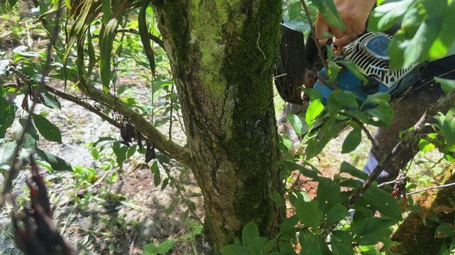 Plum orchard post harvest pruning, farmer cutting tree with chainsaw among green leaves at Moc Chau Vietnam, sustainable agriculture.