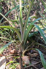 Obraz premium Young Agricultural Plant in Field