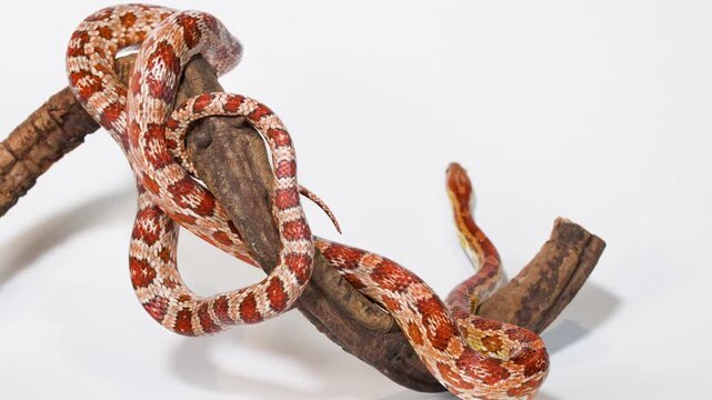 Red Corn Snake Slithering Along Curved Wooden Branch