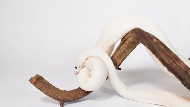 White Snake Slithering Over Wooden Branch in Studio