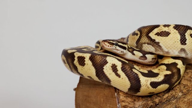 Ball Python Calmly Resting Coiled on Wooden Log
