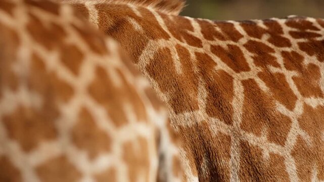 Extreme close-up rack focus shot highlighting the beautiful geometric pattern and texture of a young baby giraffe's spotted coat detail, natural design, smooth transition
