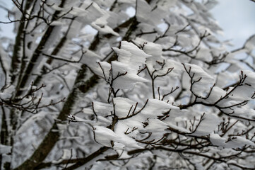 hoarfrost on the tree branches formation crystals pointing in the same direction as wind