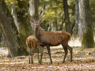 Fototapeta premium Cerf élaphe (Cervus elaphus) et biches en forêt, grands cervidés sauvages en milieu forestier européen