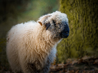 Mouton Nez Noir du Valais (Ovis aries), race ovine domestique au pelage laineux et museau noir en milieu naturel