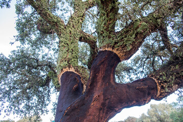 Obraz premium Quercia da sughero