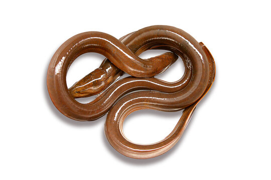 Freshwater river eels in the wild.