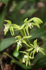 Black Orchid Flowers From Borneo Forest