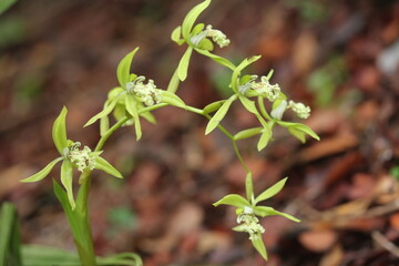Black Orchid Flowers From Borneo Forest