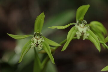 Black Orchid Flowers From Borneo Forest