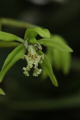 Black Orchid Flowers From Borneo Forest