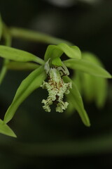 Black Orchid Flowers From Borneo Forest