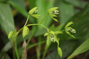 Black Orchid Flowers From Borneo Forest