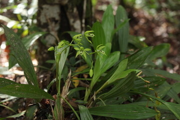 Black Orchid Flowers From Borneo Forest