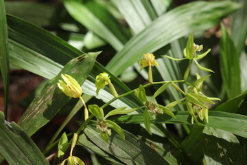 Black Orchid Flowers From Borneo Forest
