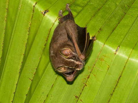 Gemeine Zeltfledermaus (Uroderma bilobatum)