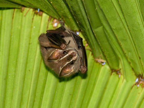 Gemeine Zeltfledermaus (Uroderma bilobatum)