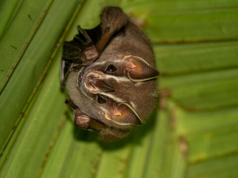 Gemeine Zeltfledermaus (Uroderma bilobatum)