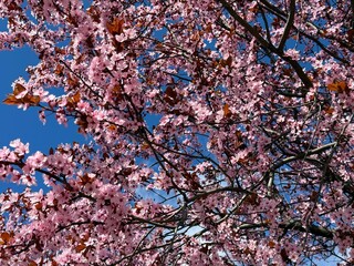 Cherry blossoms sakura trees pink flowers in spring.
