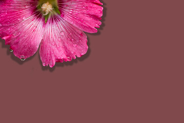 The flowers have water droplets on them. The flowers are beautiful.