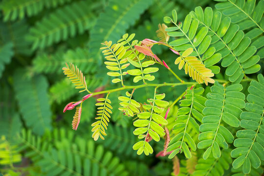 Young tamarind leaves against a natural background.