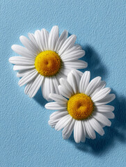 Two daisies on blue textured background, casting shadows.