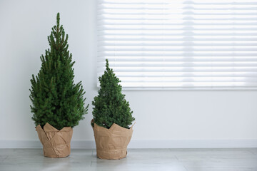 Beautiful small spruce trees in pots near window, space for text. Christmas season