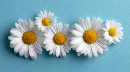 Daisies arranged on a blue textured background.