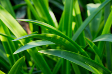 Obraz premium abstract green leaves texture