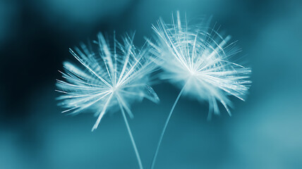 Two delicate dandelion seed heads with wispy strands against a blue backdrop