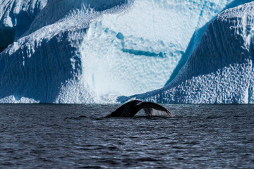 Close-up of the tail of a diving humpback whale -Megaptera novaeangliae. Image taken in the Graham passage, near Charlotte Bay, Antarctic Peninsula.