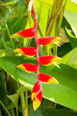 Obraz premium Red flowers, heliconia flowers, green leaves.
