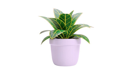 3D Green Potted Plant with Yellow Veins on White on transparent background