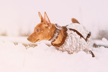 Young Funny Dog Red Brown Miniature Pinscher Pincher Min Pin Playing And Running Outdoor In Snow, Winter Season. Pet Concept. Pinscher On Winter Walk