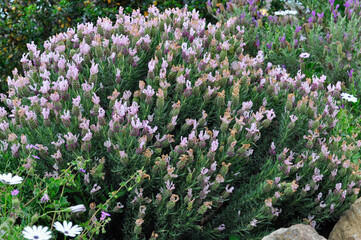Blooming lavender shrub with soft violet flowers and textured leaves, natural outdoor setting, ideal for herbal products, wellness branding and botanical reference imagery.