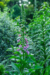 Foxglove plant with tall flowering stem and bell shaped pink flowers, natural outdoor light and soft background. Detailed plant structure ideal for botany, publishing and commercial visuals. © Anna Zaro