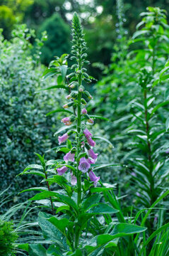 Foxglove plant with tall flowering stem and bell shaped pink flowers, natural outdoor light and soft background. Detailed plant structure ideal for botany, publishing and commercial visuals.