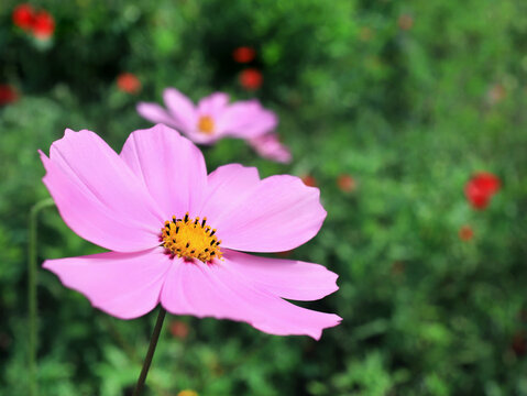 Pink cosmea flower