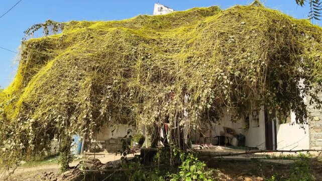 Invasive Amarbel or Dodder Vine Covering a Tree and Rural House Structure