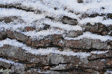 木の割れ目に入った雪
