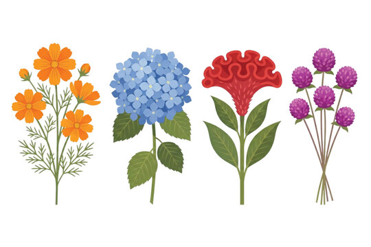 Tropical Botanical Flower Set: Cosmos, Hydrangea, Cockscomb, and Globe Amaranth.  Vector Illustration. Design Element. Clip art. Suitable for artwork design. Editable for any design.