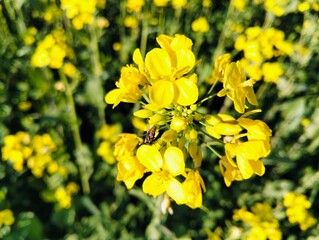 yellow flowers in the garden