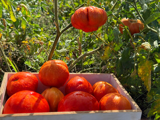Picking of ripe tomatoes in vegetable garden