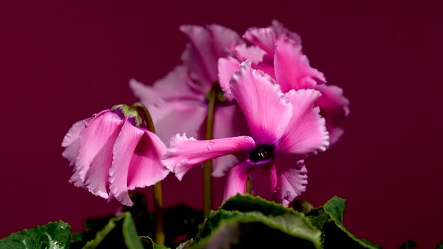 Pink Cyclamen Persicum Plant With Variegated Leaves On Magenta Background