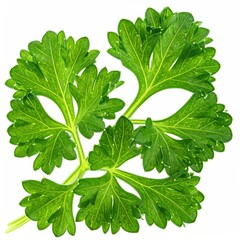 Bright green parsley sprig, finely textured, against white background