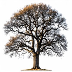 A large, bare tree with intricate branches against a white background