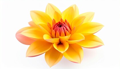 Obraz premium Bright yellow flower with pink center blooms against a white background in a simple and natural setting