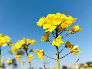 Fototapeta premium yellow flowers on blue sky background