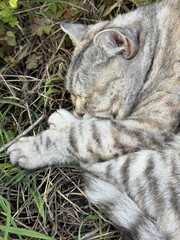 Funny cat sleeping in the grass. 