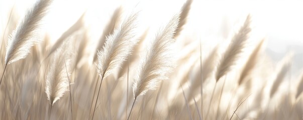 Serene grass scene capturing the essence of morning light.